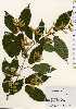  ( - TW023668)  @11 [ ] Copyright (2021) Unspecified Forestry and Forest Products Research Institute