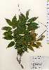  ( - TW023674)  @11 [ ] Copyright (2021) Unspecified Forestry and Forest Products Research Institute