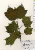  ( - TW023675)  @11 [ ] Copyright (2021) Unspecified Forestry and Forest Products Research Institute