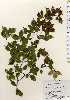  ( - TW023682)  @11 [ ] Copyright (2021) Unspecified Forestry and Forest Products Research Institute