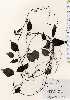  ( - TW023684)  @11 [ ] Copyright (2021) Unspecified Forestry and Forest Products Research Institute