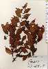  ( - TW023688)  @11 [ ] Copyright (2021) Unspecified Forestry and Forest Products Research Institute