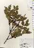  ( - TW023690)  @11 [ ] Copyright (2021) Unspecified Forestry and Forest Products Research Institute