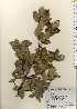  ( - TW023697)  @11 [ ] Copyright (2021) Unspecified Forestry and Forest Products Research Institute