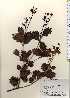  ( - TW023700)  @11 [ ] Copyright (2021) Unspecified Forestry and Forest Products Research Institute