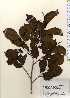 ( - TW023704)  @11 [ ] Copyright (2021) Unspecified Forestry and Forest Products Research Institute