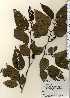 ( - TW023707)  @11 [ ] Copyright (2021) Unspecified Forestry and Forest Products Research Institute