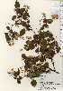  ( - TW023710)  @11 [ ] Copyright (2021) Unspecified Forestry and Forest Products Research Institute