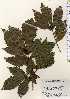  ( - TW023715)  @11 [ ] Copyright (2021) Unspecified Forestry and Forest Products Research Institute