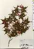  ( - TW023723)  @11 [ ] Copyright (2021) Unspecified Forestry and Forest Products Research Institute