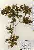  ( - TW023732)  @11 [ ] Copyright (2021) Unspecified Forestry and Forest Products Research Institute