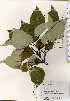  ( - TW023747)  @11 [ ] Copyright (2021) Unspecified Forestry and Forest Products Research Institute