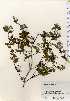  ( - TW023748)  @11 [ ] Copyright (2021) Unspecified Forestry and Forest Products Research Institute
