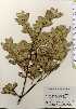  ( - TW023750)  @11 [ ] Copyright (2021) Unspecified Forestry and Forest Products Research Institute