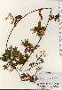  ( - TW023754)  @11 [ ] Copyright (2021) Unspecified Forestry and Forest Products Research Institute