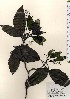  ( - TW023969)  @11 [ ] Copyright (2021) Unspecified Forestry and Forest Products Research Institute