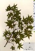  ( - TW023973)  @11 [ ] Copyright (2021) Unspecified Forestry and Forest Products Research Institute
