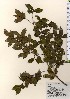  ( - TW023977)  @11 [ ] Copyright (2021) Unspecified Forestry and Forest Products Research Institute