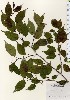  ( - TW023986)  @11 [ ] Copyright (2021) Unspecified Forestry and Forest Products Research Institute