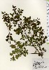  ( - TW023993)  @11 [ ] Copyright (2021) Unspecified Forestry and Forest Products Research Institute