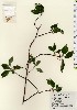  ( - TW023994)  @11 [ ] Copyright (2021) Unspecified Forestry and Forest Products Research Institute