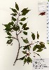  ( - TW023995)  @11 [ ] Copyright (2021) Unspecified Forestry and Forest Products Research Institute