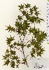  ( - TW024011)  @11 [ ] Copyright (2021) Unspecified Forestry and Forest Products Research Institute