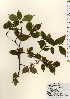  ( - TW024015)  @11 [ ] Copyright (2021) Unspecified Forestry and Forest Products Research Institute