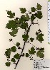  ( - TW024016)  @11 [ ] Copyright (2021) Unspecified Forestry and Forest Products Research Institute