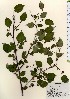  ( - TW024017)  @11 [ ] Copyright (2021) Unspecified Forestry and Forest Products Research Institute