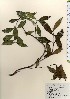  ( - TW024018)  @11 [ ] Copyright (2021) Unspecified Forestry and Forest Products Research Institute