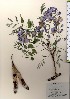  ( - TW024027)  @11 [ ] Copyright (2021) Unspecified Forestry and Forest Products Research Institute