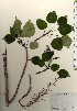  ( - TW024032)  @11 [ ] Copyright (2021) Unspecified Forestry and Forest Products Research Institute