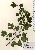  ( - TW024034)  @11 [ ] Copyright (2021) Unspecified Forestry and Forest Products Research Institute