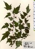  ( - TW024036)  @11 [ ] Copyright (2021) Unspecified Forestry and Forest Products Research Institute