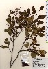  ( - TW024040)  @11 [ ] Copyright (2021) Unspecified Forestry and Forest Products Research Institute