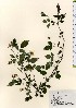  ( - TW024044)  @11 [ ] Copyright (2021) Unspecified Forestry and Forest Products Research Institute