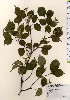  (Cornus kousa var. chinensis - TW024053)  @11 [ ] Copyright (2021) Unspecified Forestry and Forest Products Research Institute