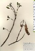  ( - TW024061)  @11 [ ] Copyright (2021) Unspecified Forestry and Forest Products Research Institute
