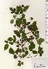  ( - TW024067)  @11 [ ] Copyright (2021) Unspecified Forestry and Forest Products Research Institute