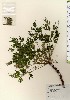  ( - TW024072)  @11 [ ] Copyright (2021) Unspecified Forestry and Forest Products Research Institute