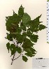  ( - TW024073)  @11 [ ] Copyright (2021) Unspecified Forestry and Forest Products Research Institute