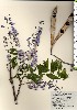  ( - TW024076)  @11 [ ] Copyright (2021) Unspecified Forestry and Forest Products Research Institute