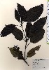 ( - TW024077)  @11 [ ] Copyright (2021) Unspecified Forestry and Forest Products Research Institute