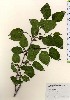  ( - TW024078)  @11 [ ] Copyright (2021) Unspecified Forestry and Forest Products Research Institute