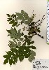  ( - TW024080)  @11 [ ] Copyright (2021) Unspecified Forestry and Forest Products Research Institute