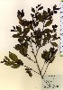  ( - TW024081)  @11 [ ] Copyright (2021) Unspecified Forestry and Forest Products Research Institute