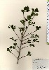  ( - TW024083)  @11 [ ] Copyright (2021) Unspecified Forestry and Forest Products Research Institute