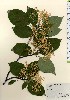  ( - TW024085)  @11 [ ] Copyright (2021) Unspecified Forestry and Forest Products Research Institute