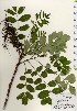  ( - TW024091)  @11 [ ] Copyright (2021) Unspecified Forestry and Forest Products Research Institute